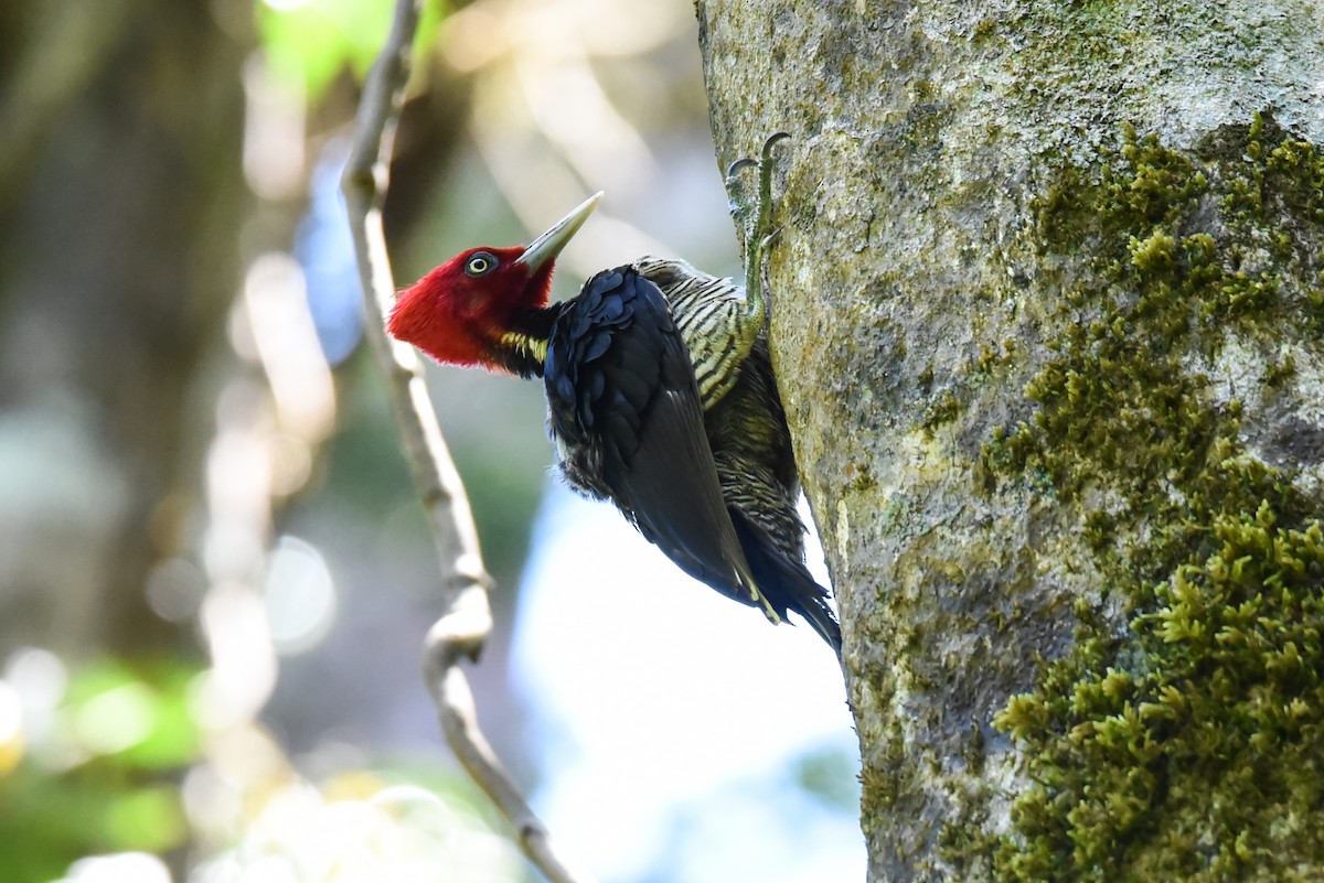 Pale-billed Woodpecker - ML608333828