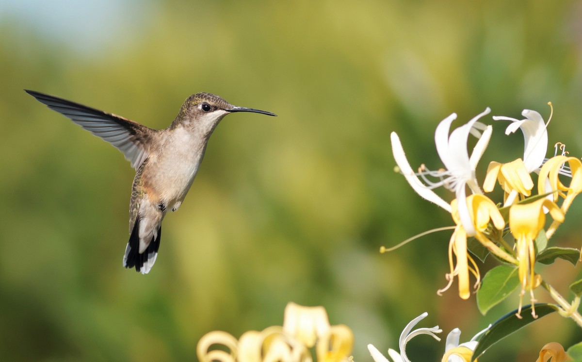 Ruby-throated Hummingbird - Joel Eckerson