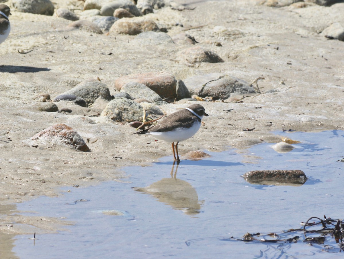 Semipalmated Plover - ML608334245