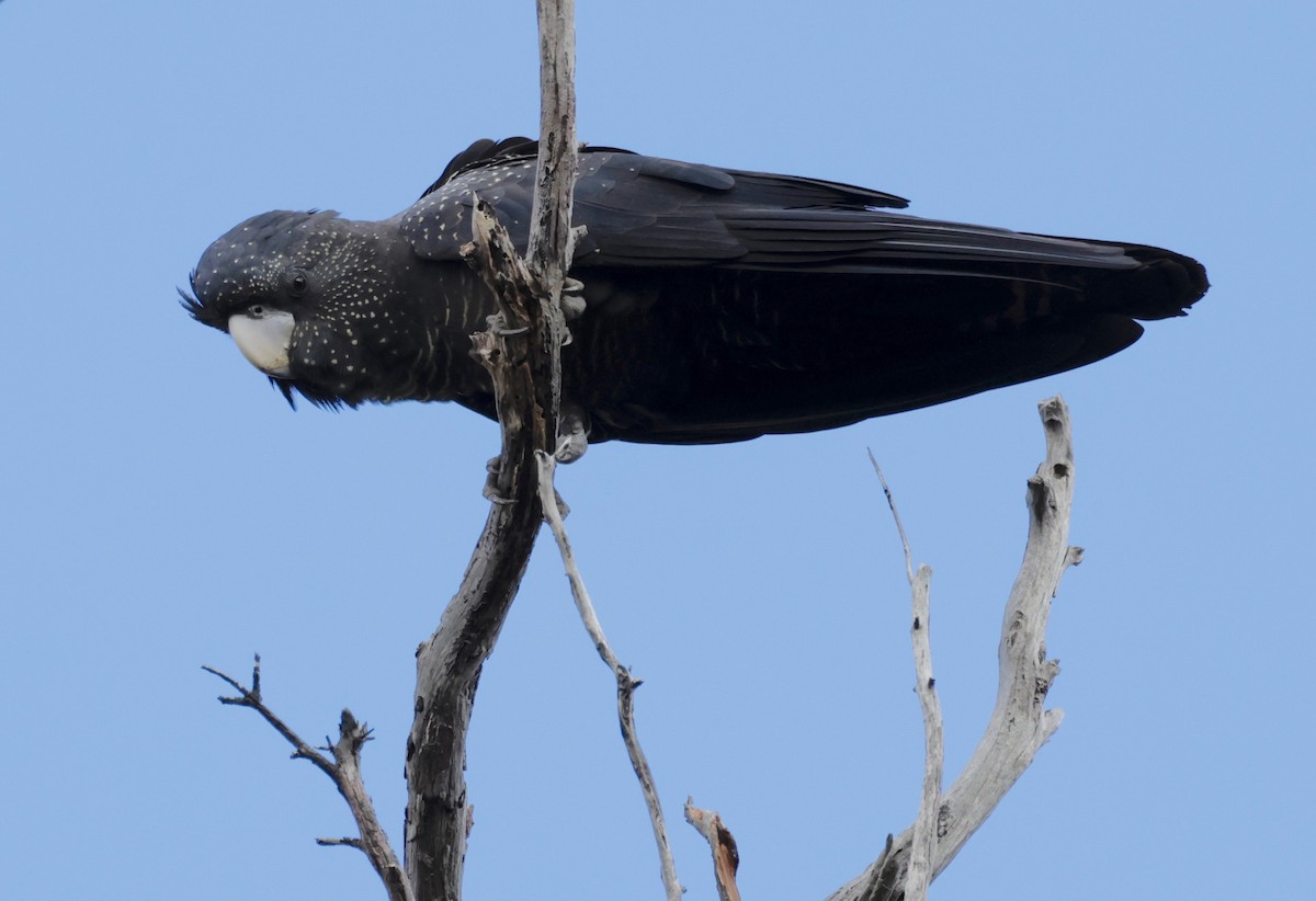 Red-tailed Black-Cockatoo - ML608334374