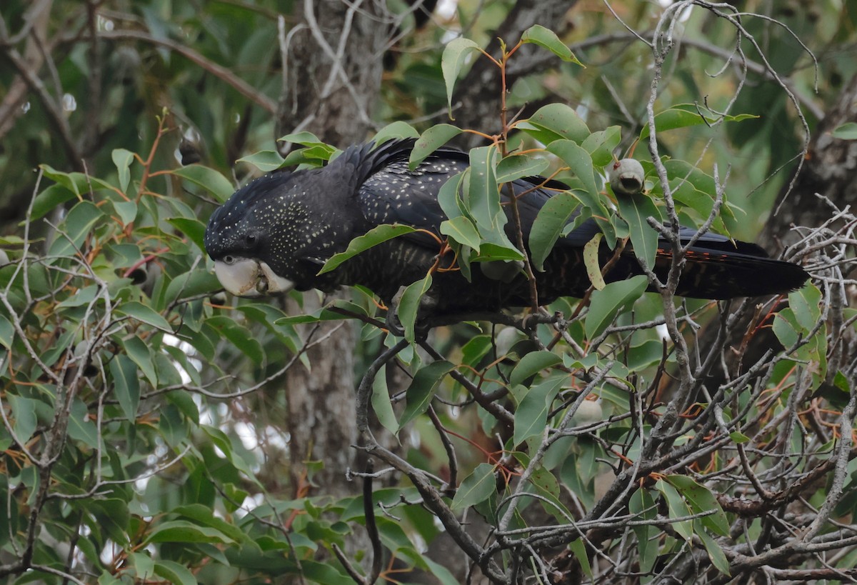 Red-tailed Black-Cockatoo - ML608334377