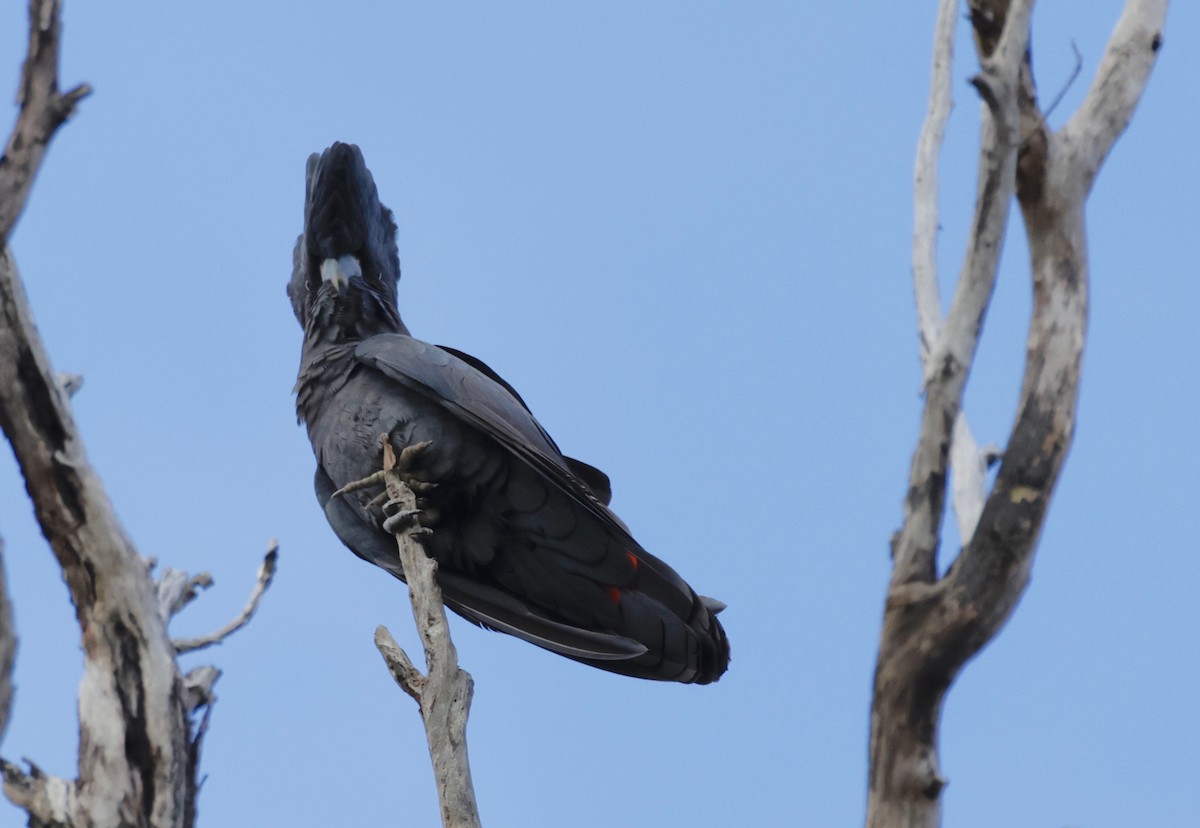 Red-tailed Black-Cockatoo - ML608334378