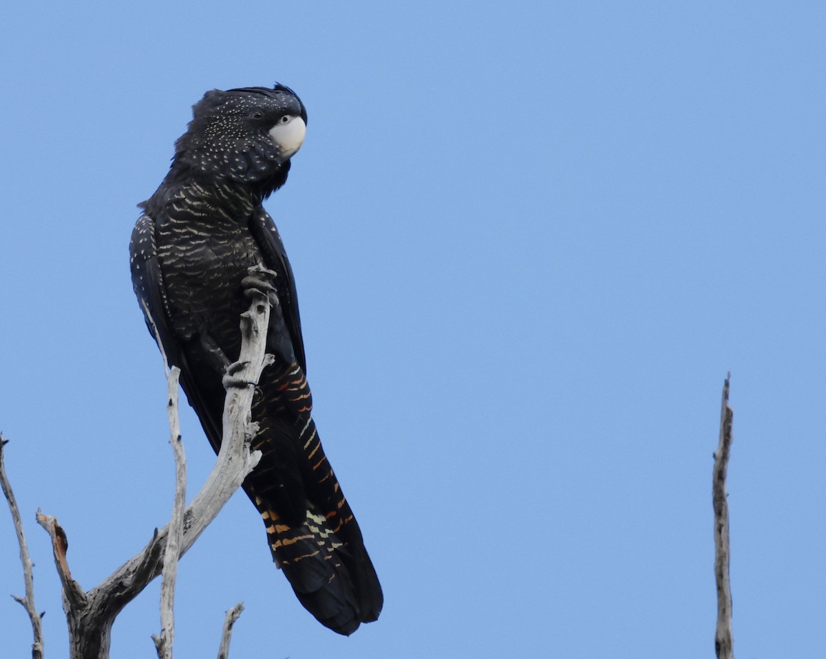 Red-tailed Black-Cockatoo - ML608334379
