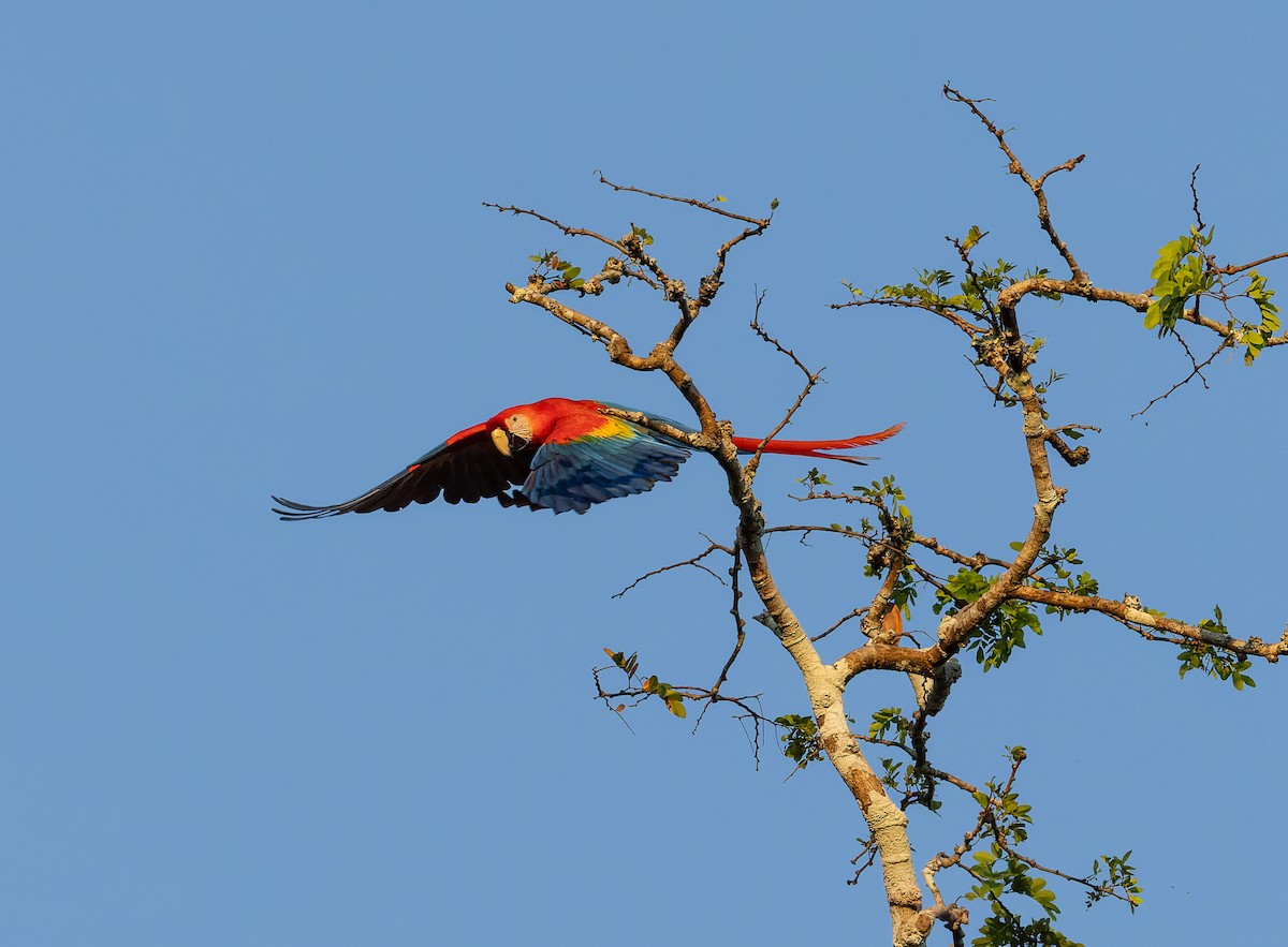 Scarlet Macaw - ML608334462