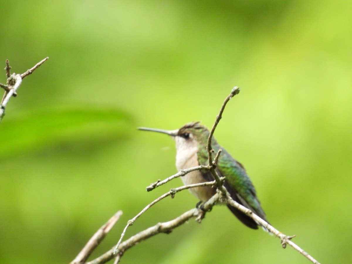 Ruby-throated Hummingbird - ML608334523
