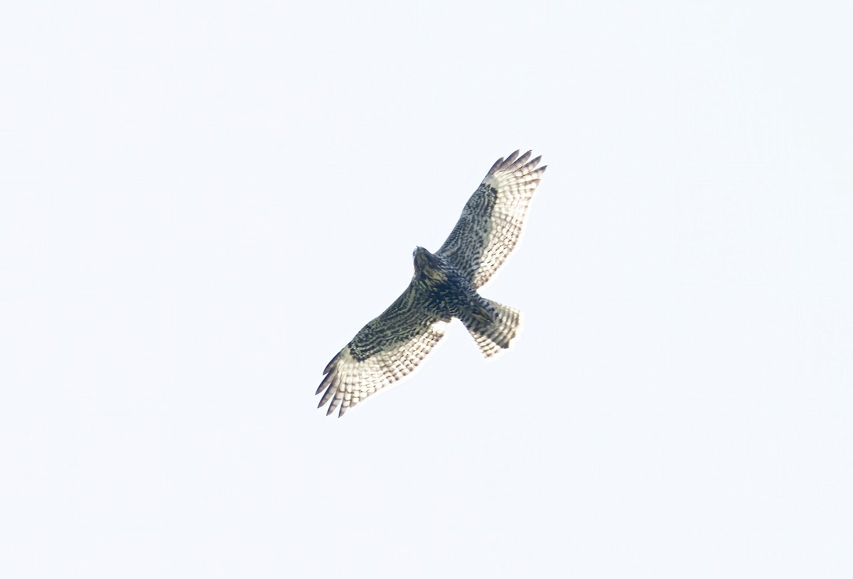 Red-tailed Hawk - ML608334860
