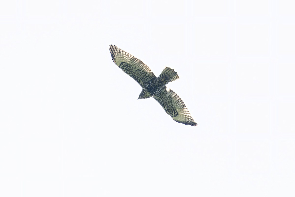 Red-tailed Hawk - ML608334861