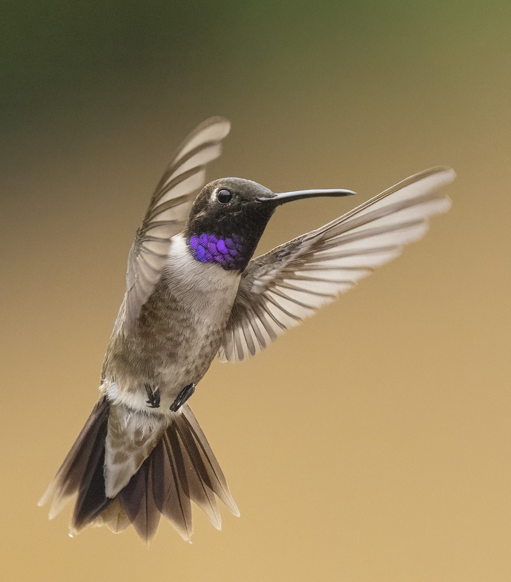 Black-chinned Hummingbird - ML608334998