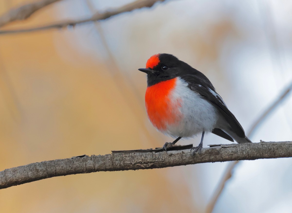 Red-capped Robin - ML608335129