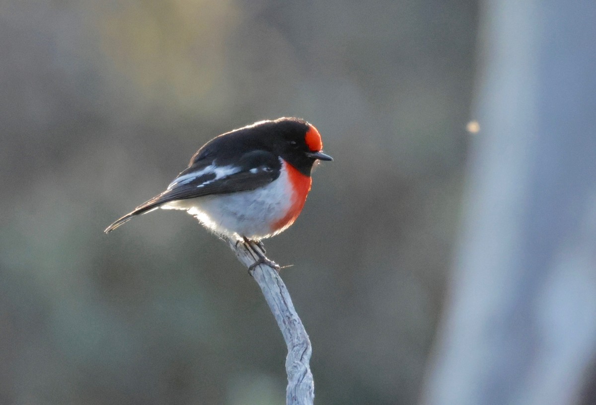 Red-capped Robin - Garret Skead