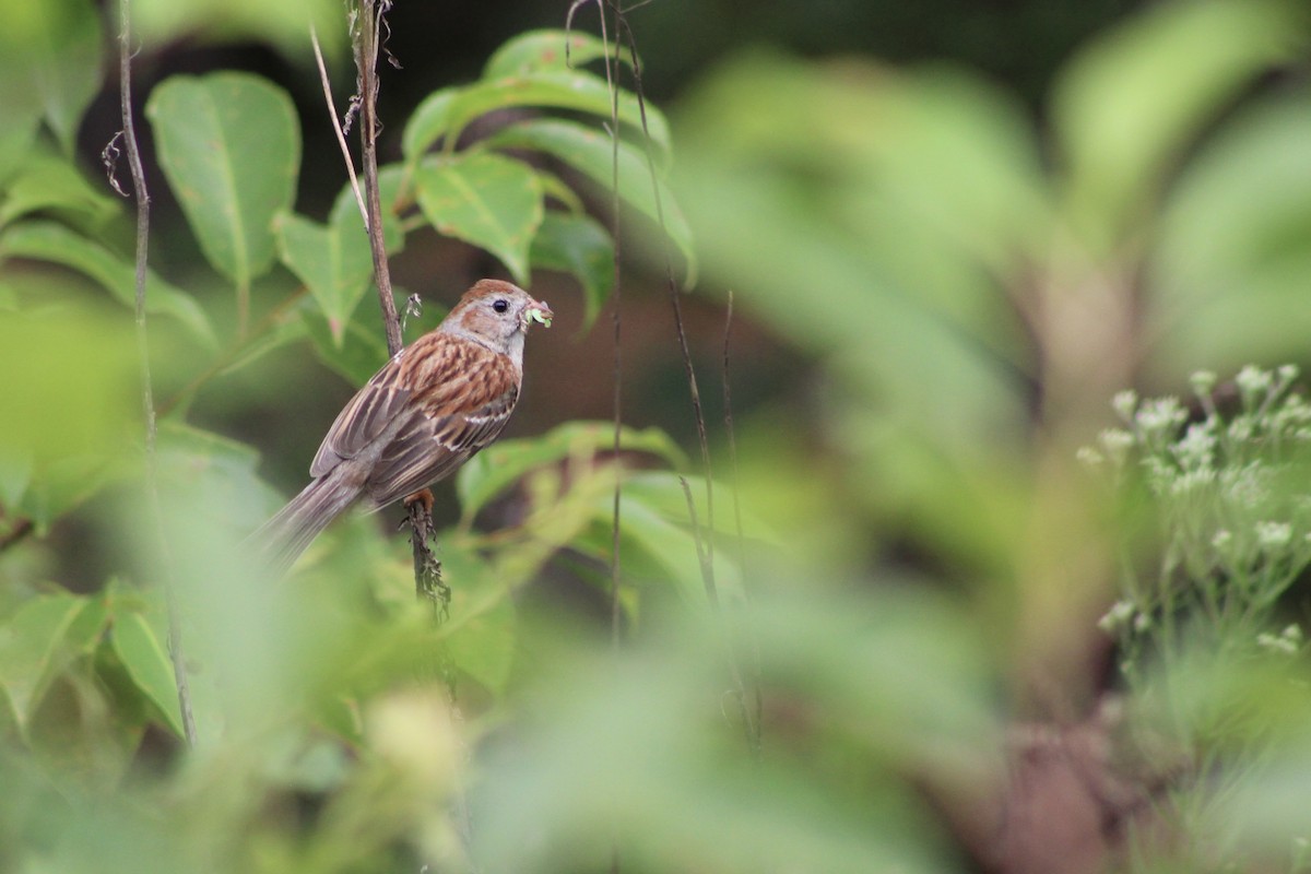Field Sparrow - ML608335150