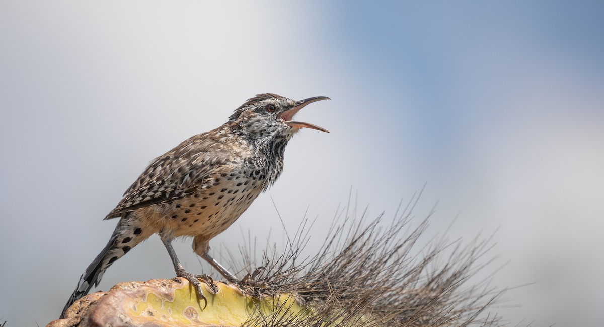 Cactus Wren - ML608335309