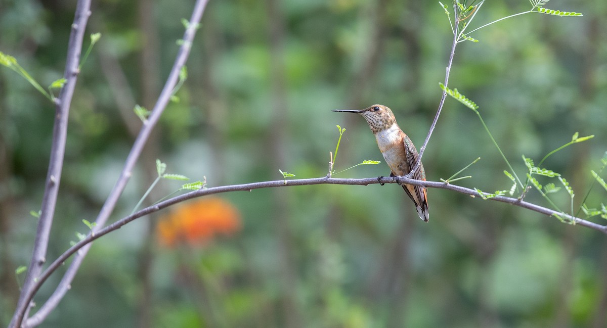 Rufous Hummingbird - ML608335659