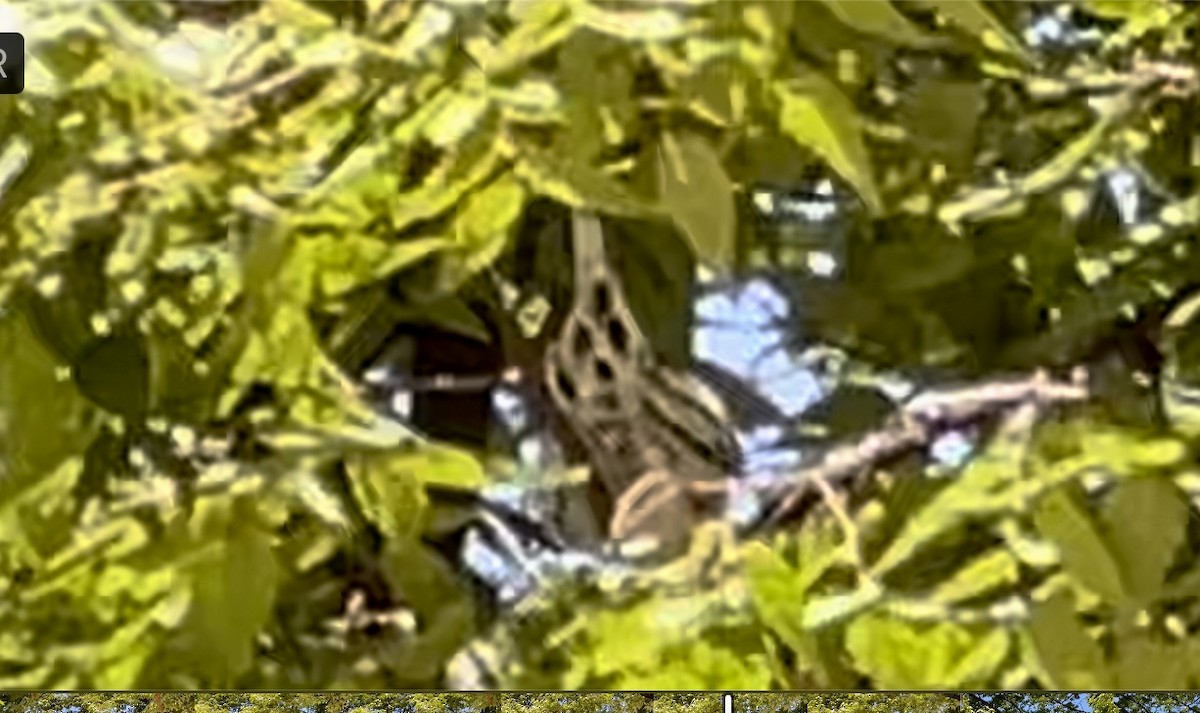 Black-and-white Warbler - ML608335740