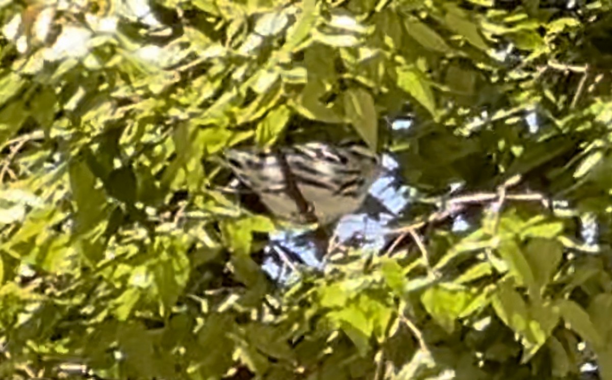 Black-and-white Warbler - ML608335741
