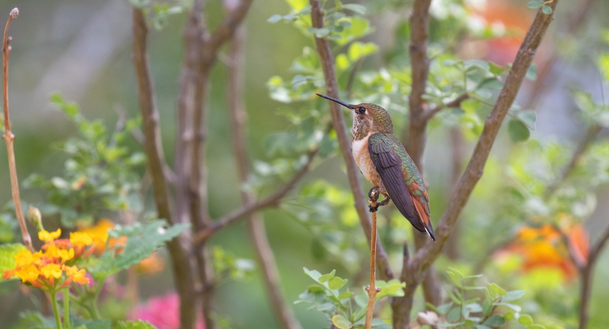 Rufous Hummingbird - ML608335792