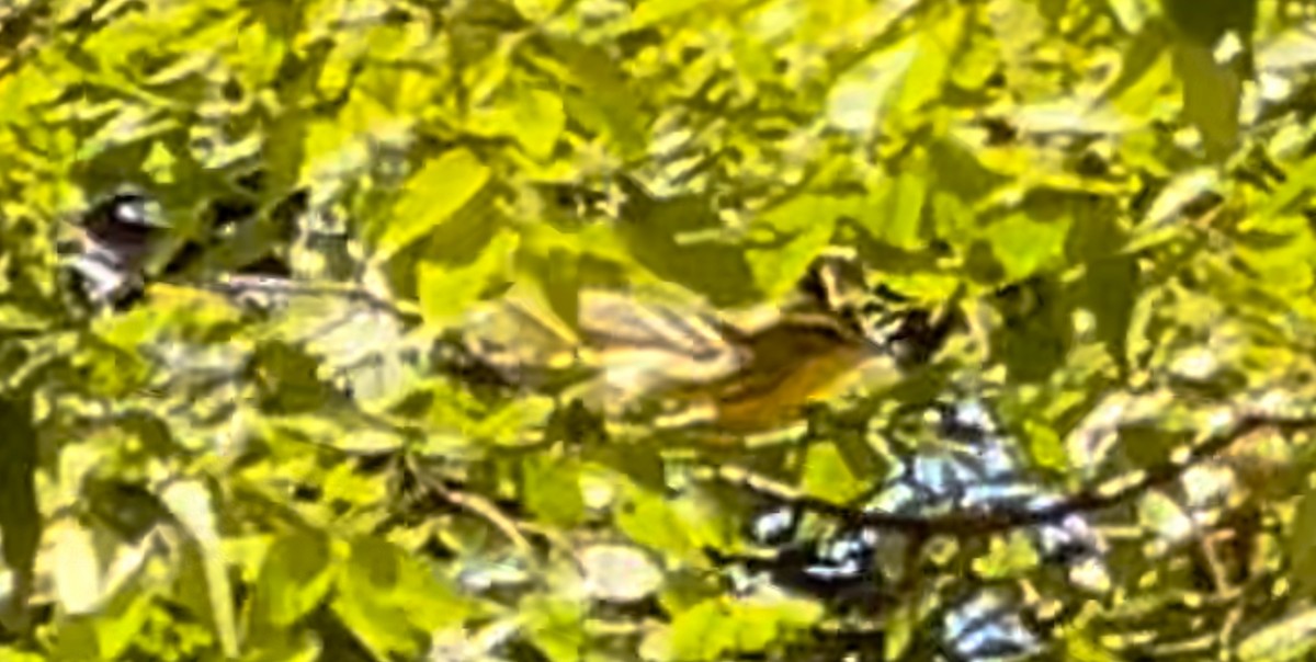 new world warbler sp. - Anonymous