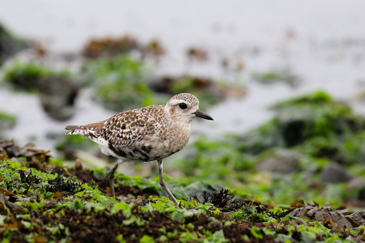 Black-bellied Plover - Marie O'Shaughnessy