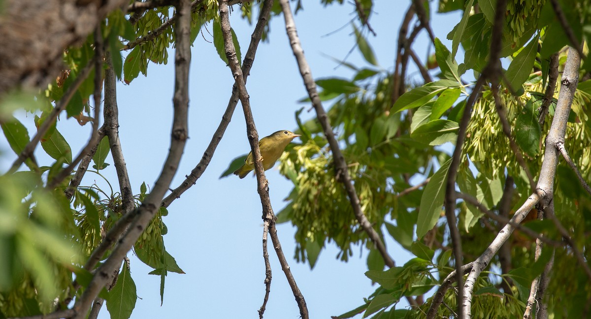 Yellow Warbler (Northern) - ML608336560