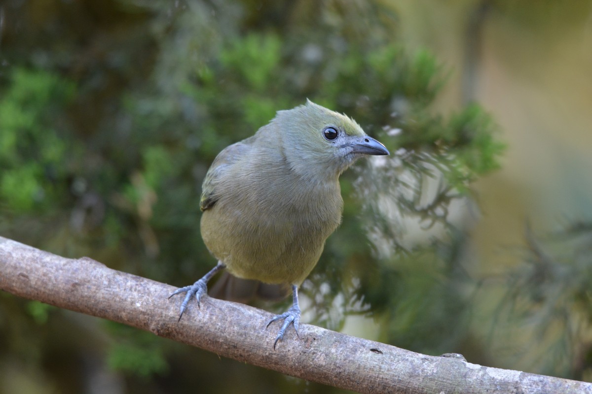 Palm Tanager - ML608337051
