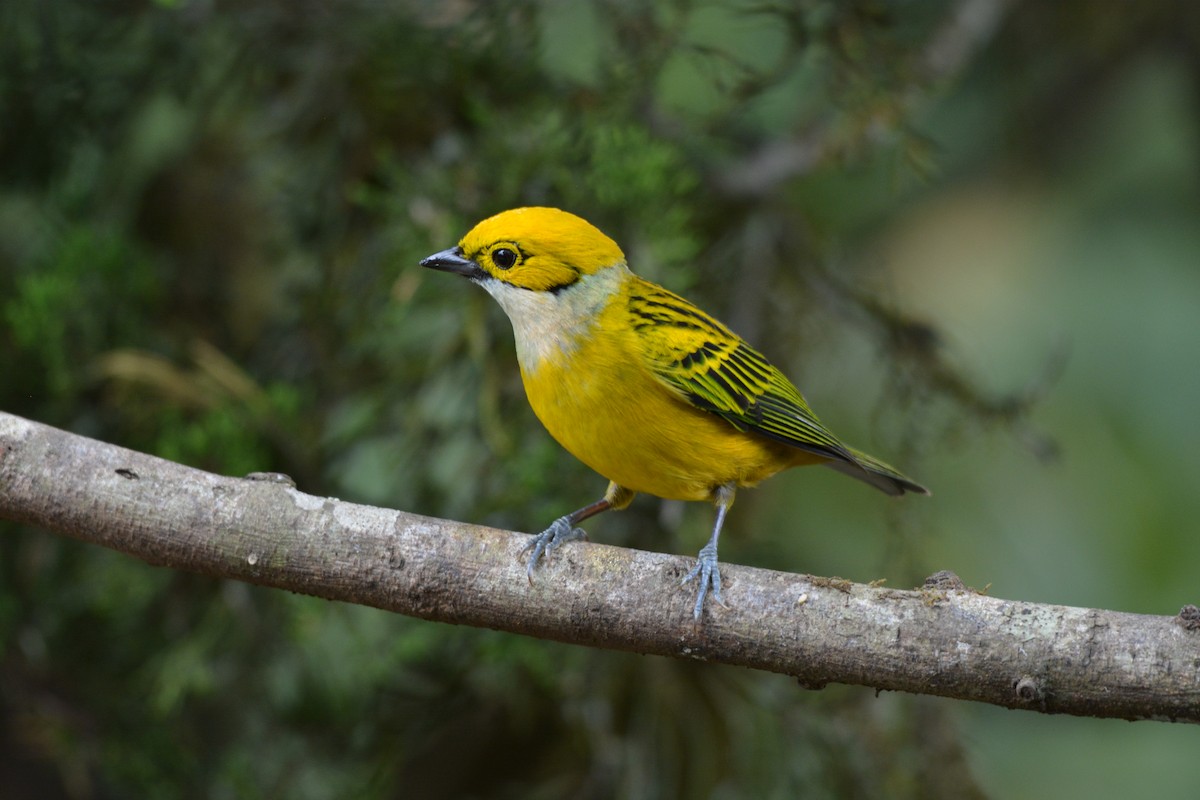 Silver-throated Tanager - ML608337117