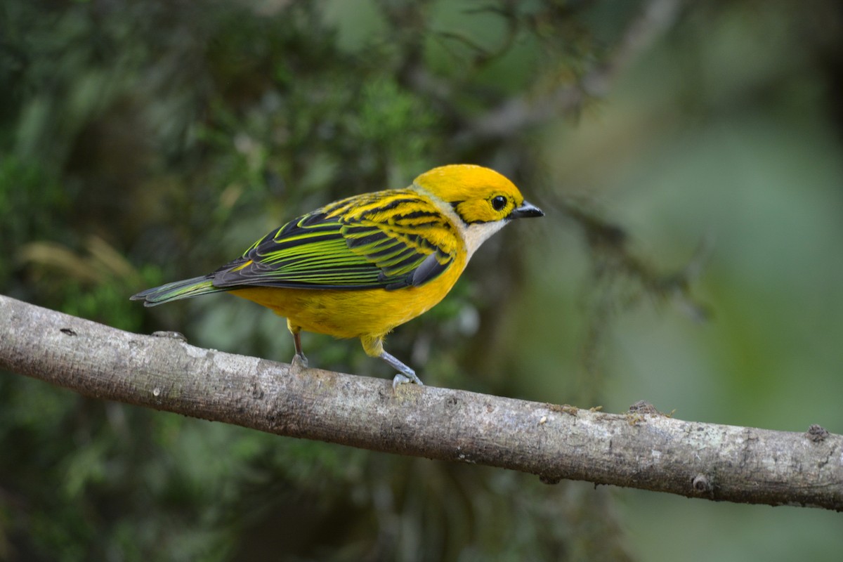 Silver-throated Tanager - ML608337118