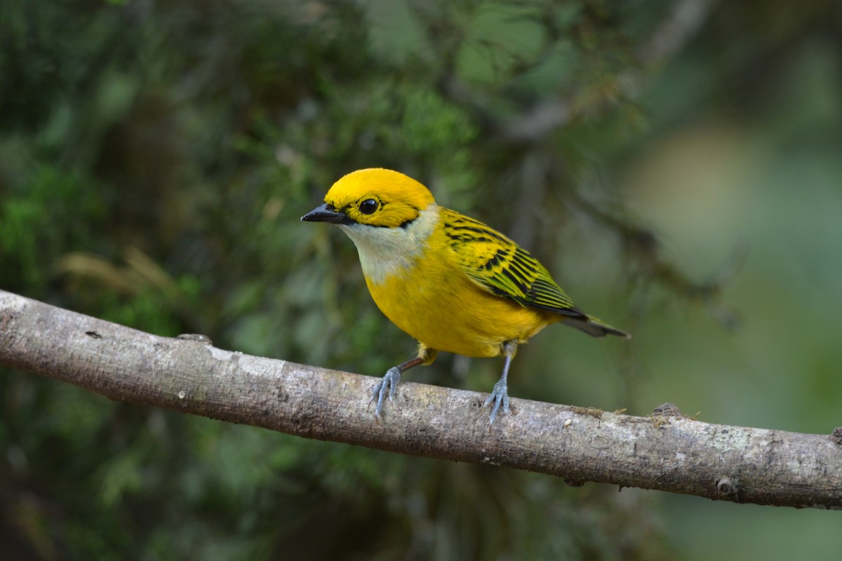 Silver-throated Tanager - ML608337119