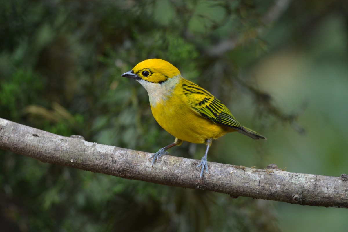 Silver-throated Tanager - ML608337120