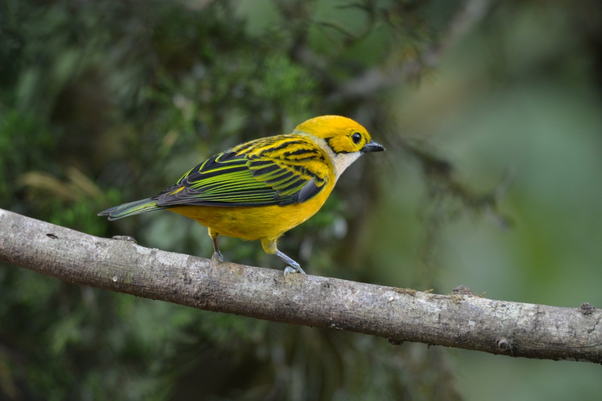 Silver-throated Tanager - ML608337121