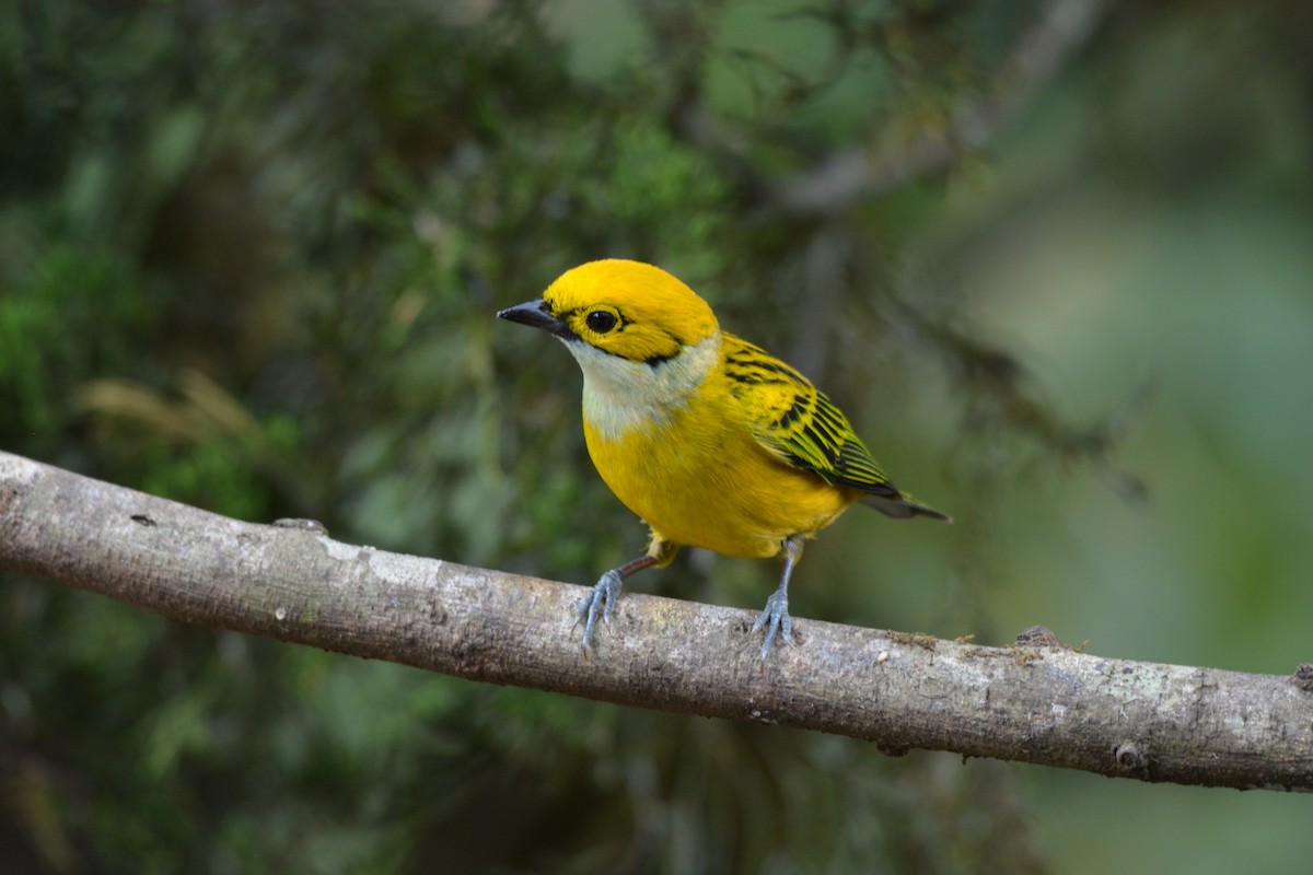 Silver-throated Tanager - ML608337127