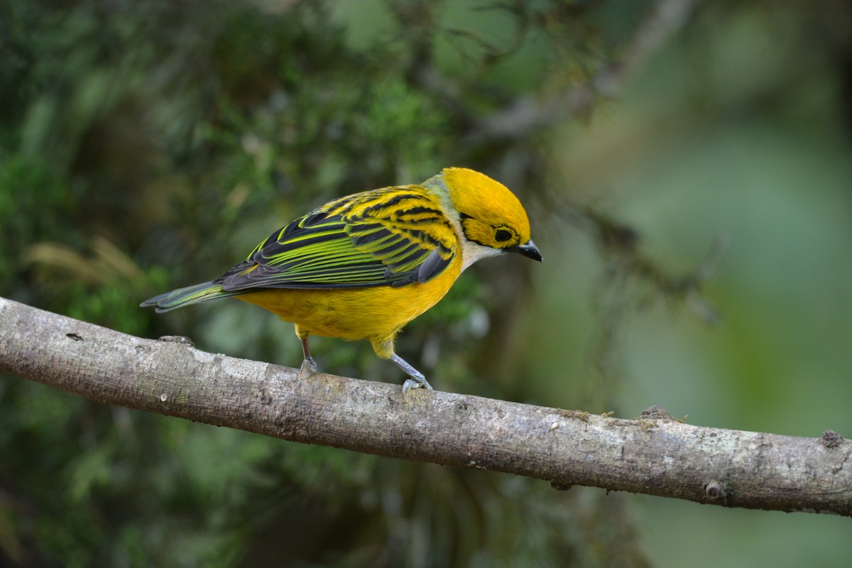 Silver-throated Tanager - ML608337129
