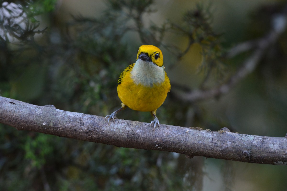 Silver-throated Tanager - ML608337157