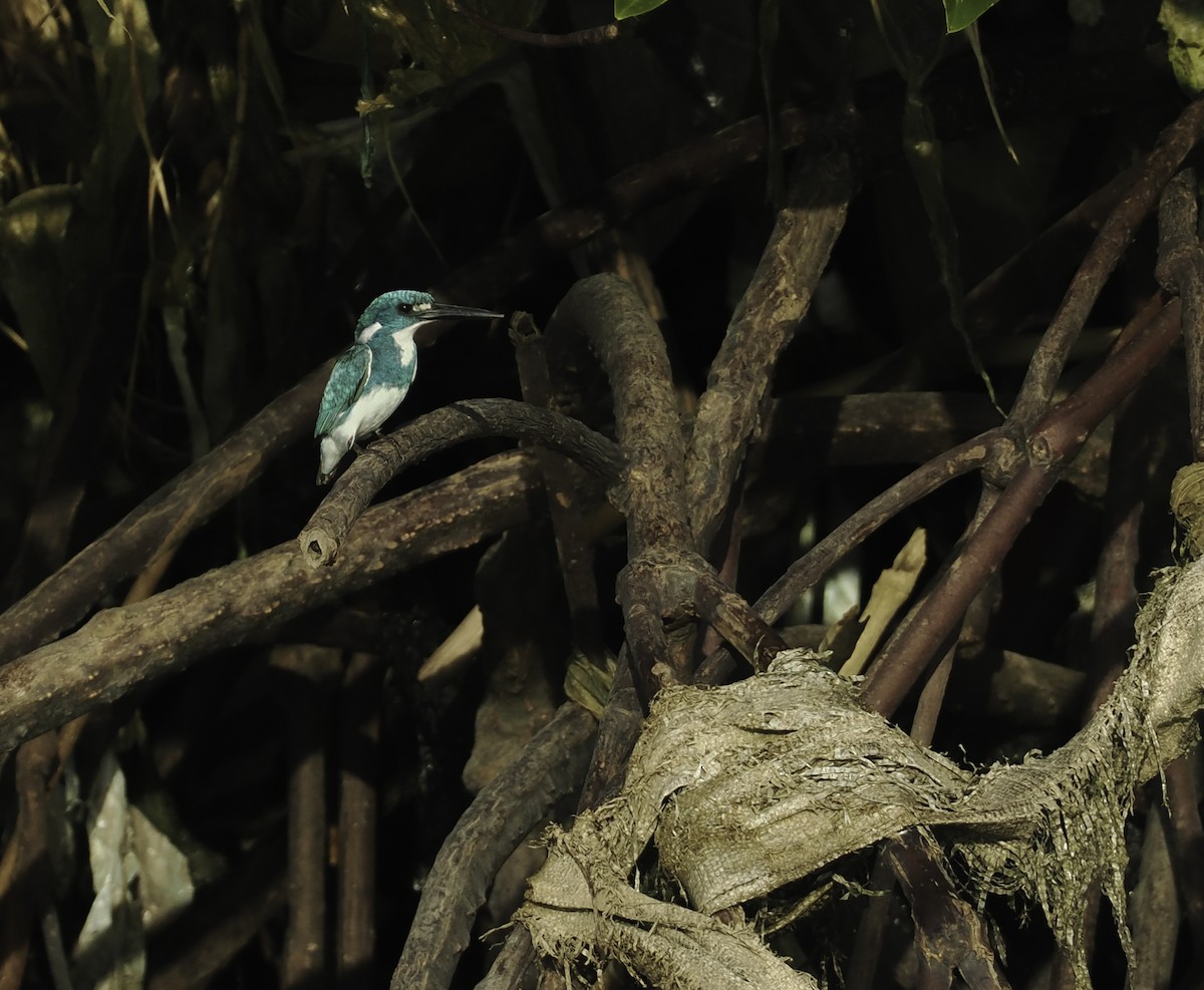 Small Blue Kingfisher - ML608337158