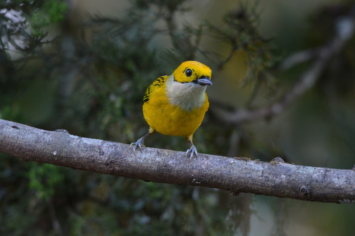 Silver-throated Tanager - ML608337159