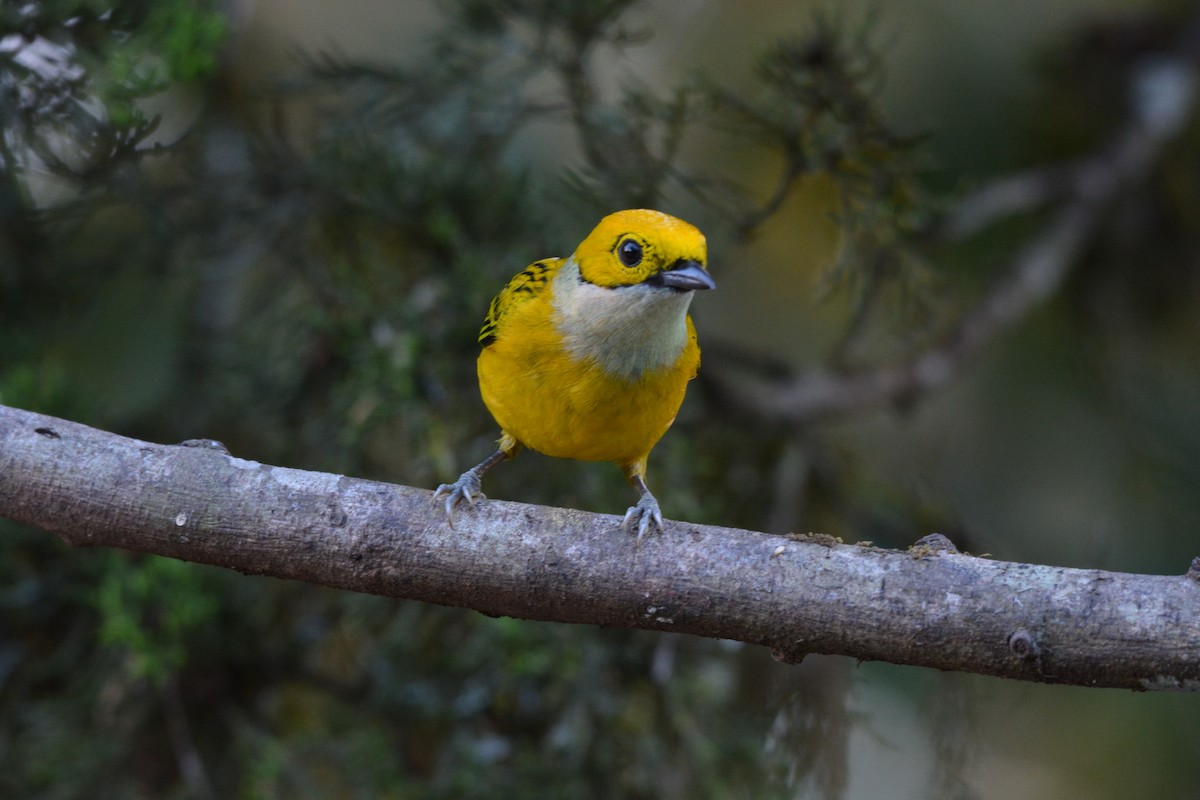 Silver-throated Tanager - ML608337160