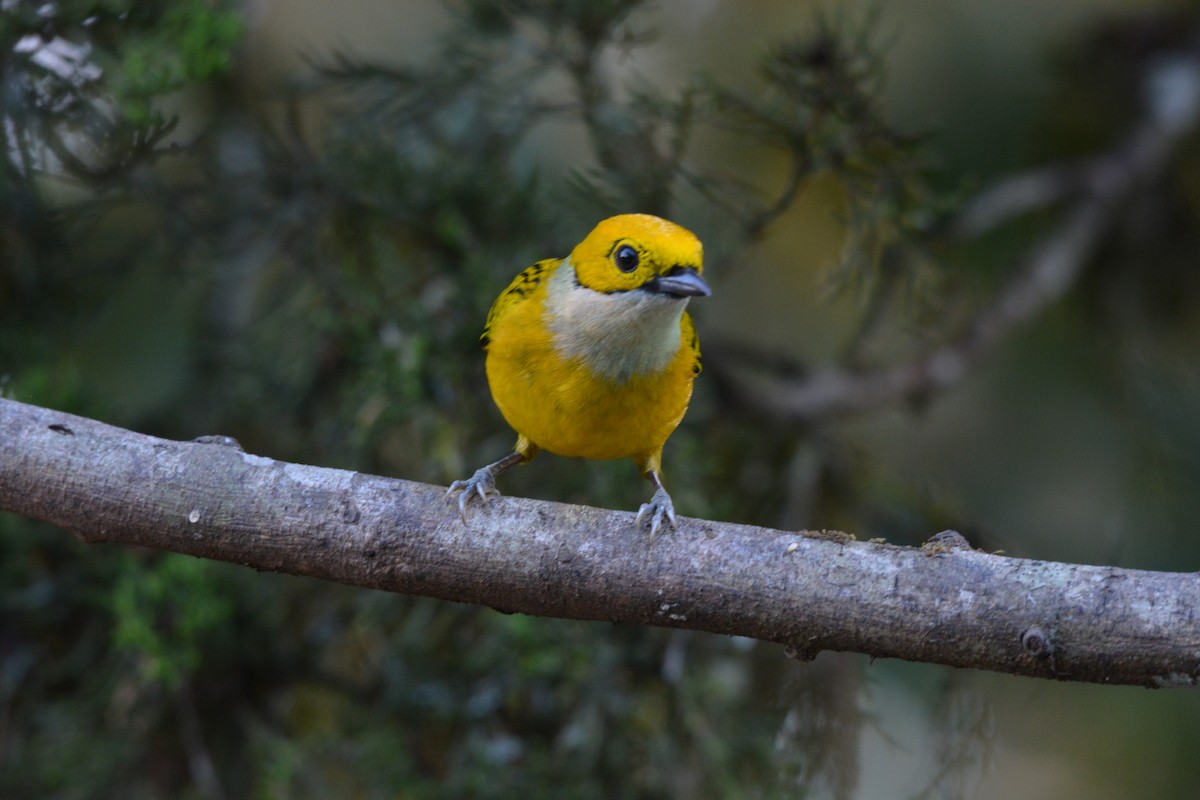 Silver-throated Tanager - ML608337161