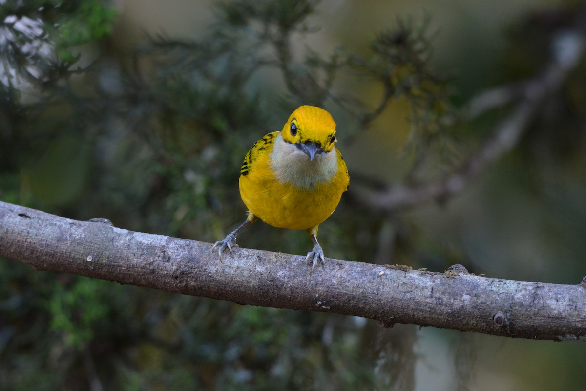 Silver-throated Tanager - ML608337162