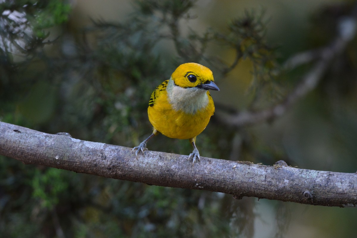 Silver-throated Tanager - ML608337163