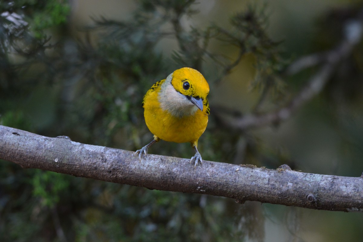 Silver-throated Tanager - ML608337164