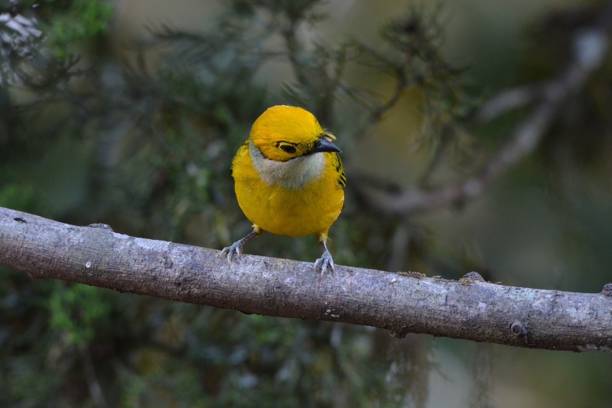 Silver-throated Tanager - ML608337165