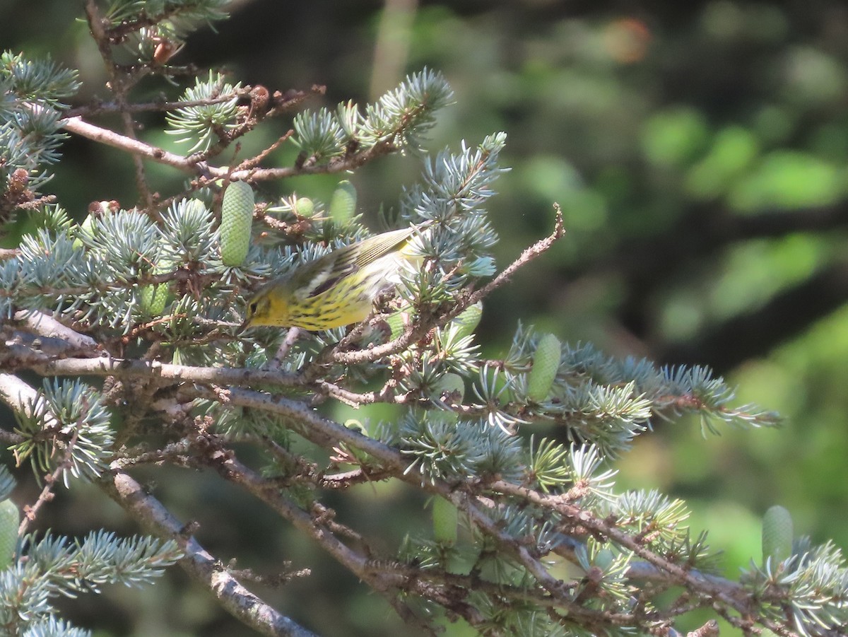 Cape May Warbler - ML608337275