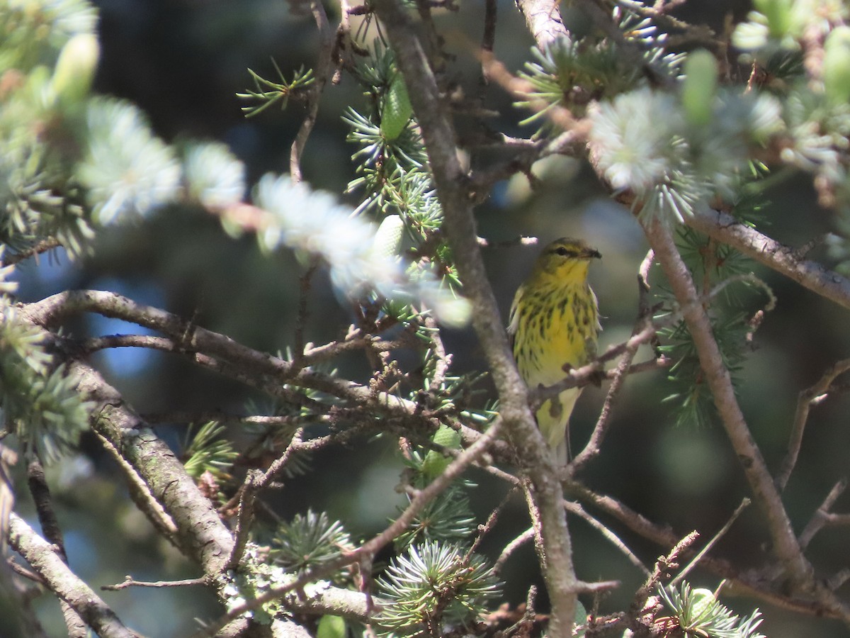 Cape May Warbler - ML608337276
