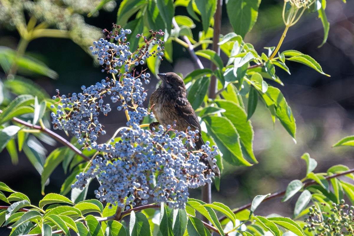 eBird Checklist - 31 Aug 2023 - Wildcat Canyon Regional Park--Belgum ...