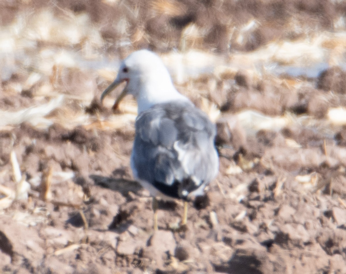 Yellow-footed Gull - ML608337443