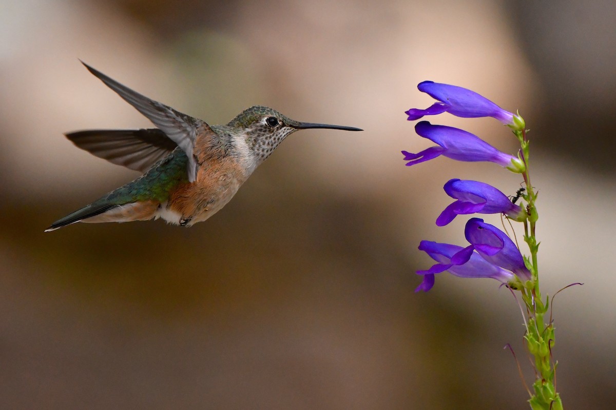 Broad-tailed Hummingbird - ML608337472