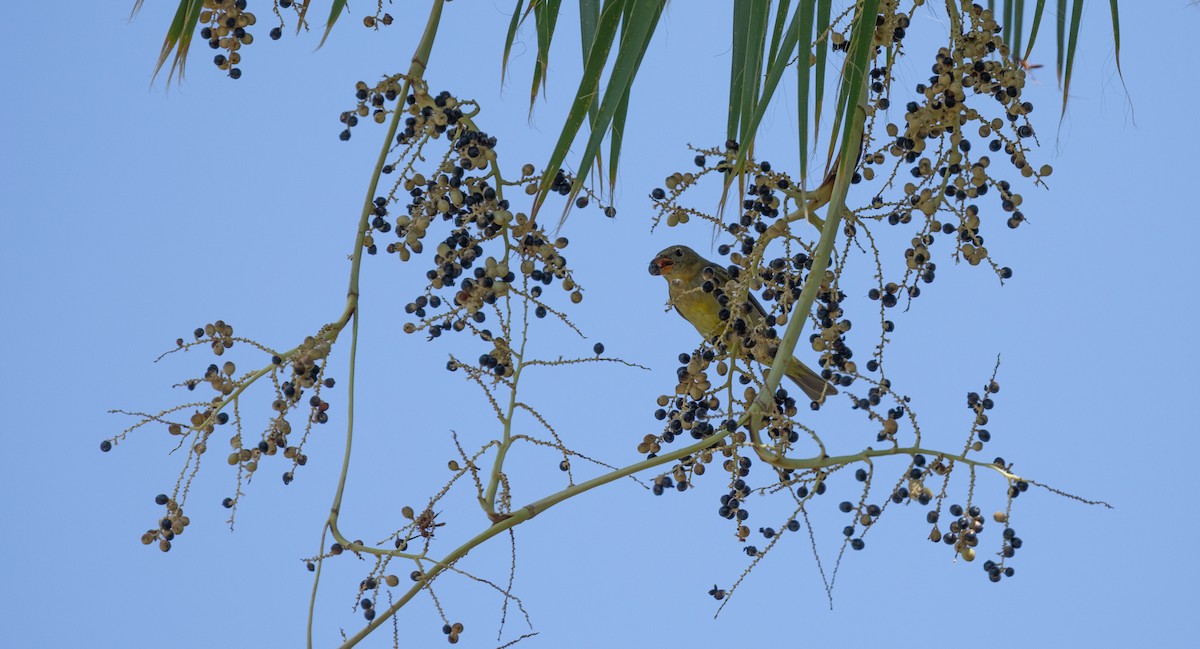 Western Tanager - ML608337637