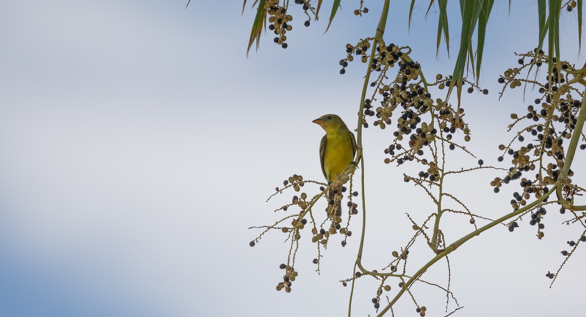 Western Tanager - ML608337741