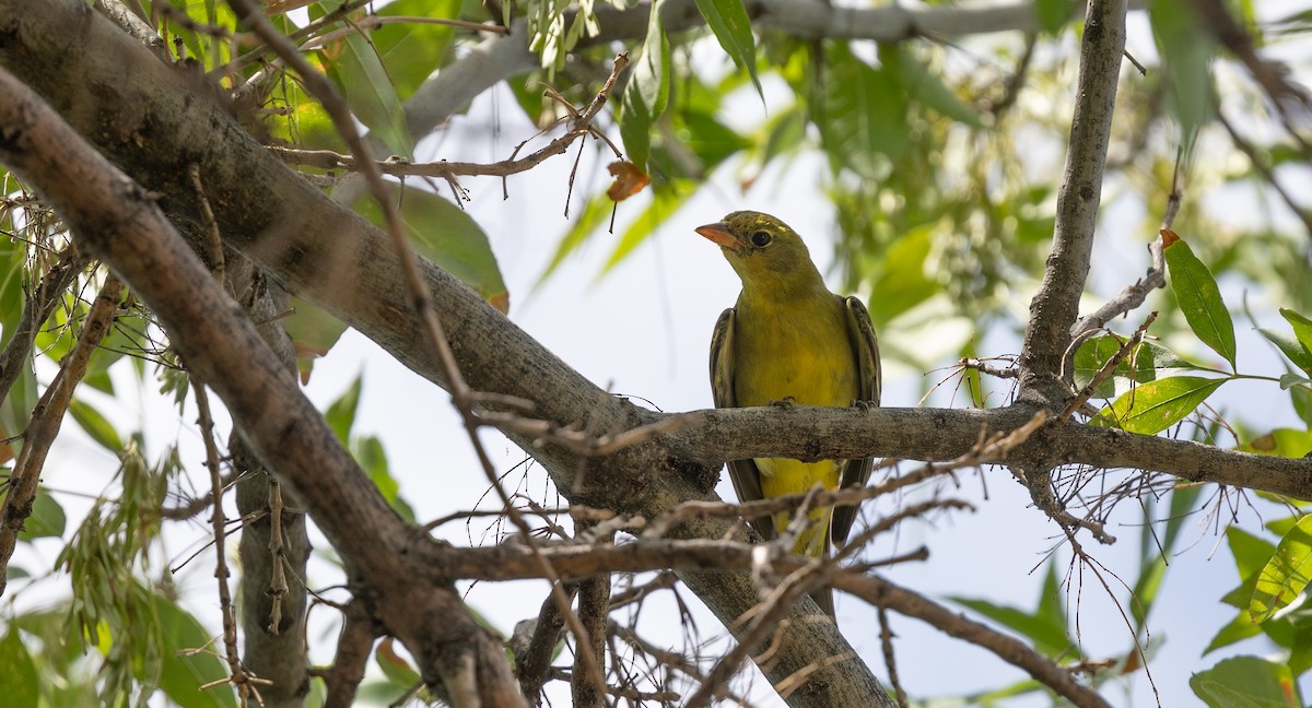 Western Tanager - ML608337879