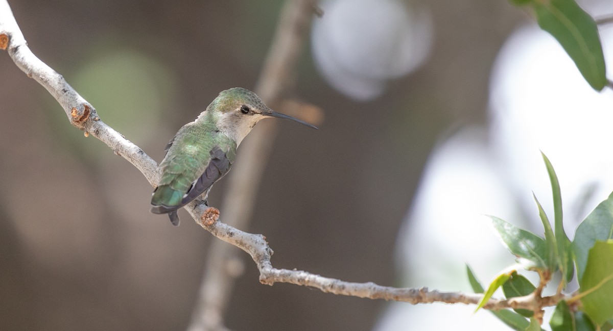 Costa's Hummingbird - ML608338090