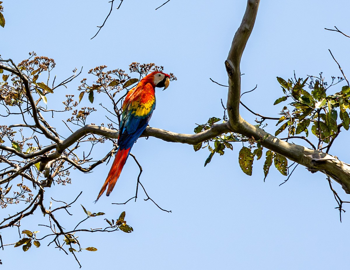 Scarlet Macaw - ML608338221